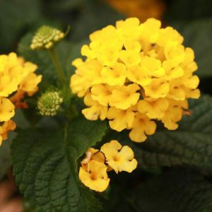 Lantana